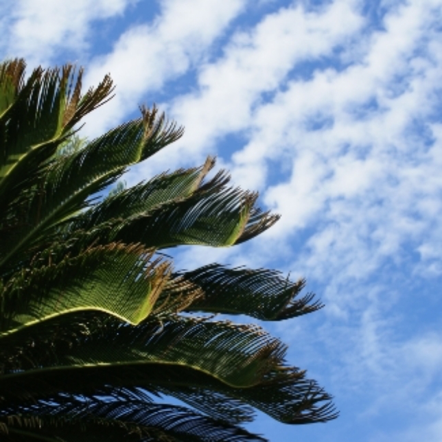 cycad