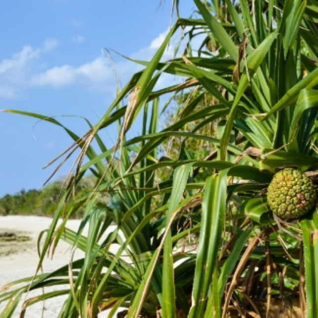 Pandanus fruit