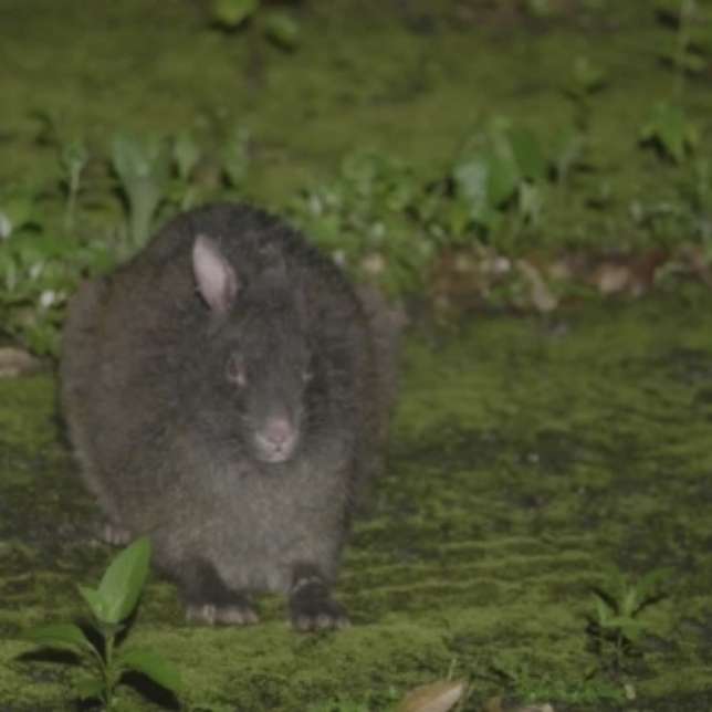 Amami Rabbit