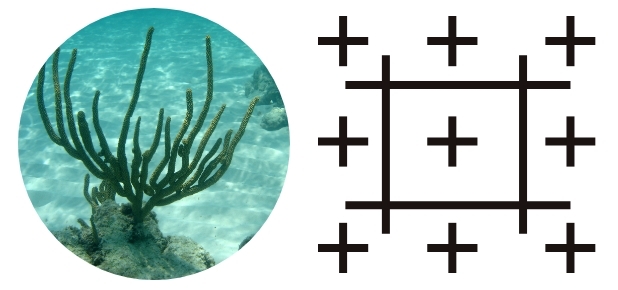 Coral